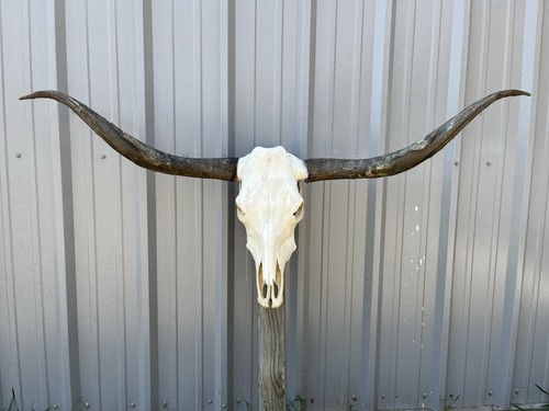 Longhorn steer skull feet 3 - 5,