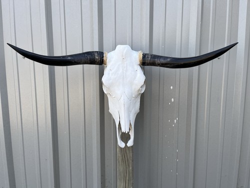 Longhorn steer skull feet - 3,