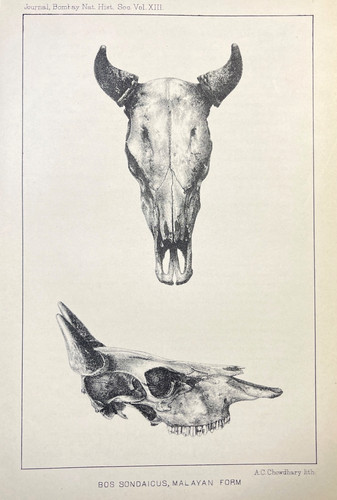 Wild cattle skull horns - wild,