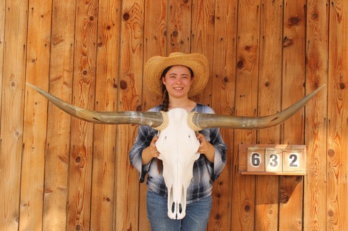 Hs632 steer skull art - 4',